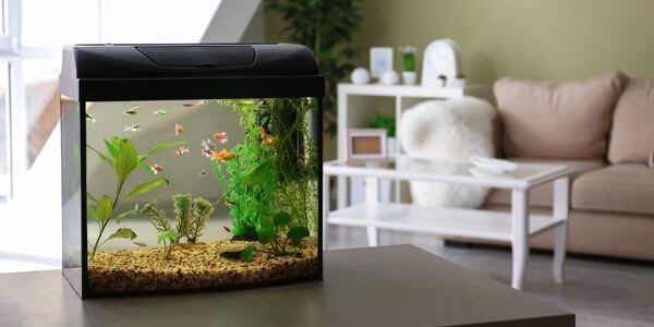 Kleines Aquarium auf einem Sideboard