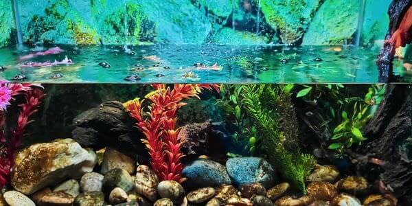 Aquarium mit Korallen und bunten Fischen – Aquarium-Umzug Rotenburg