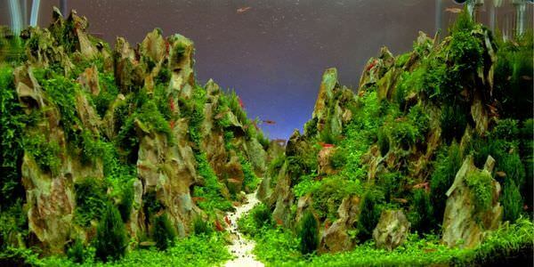 Aquarium mit Felslandschaft und Pflanzen – Umzug mit Aquarium in Rotenburg