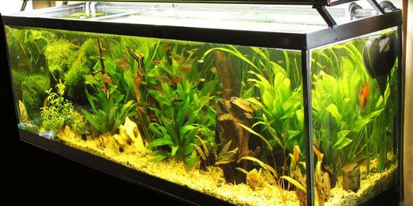 Aquarium-Umzug Rotenburg: Längliches Aquarium mit grünen Wasserpflanzen