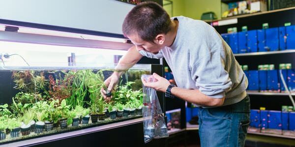 Mann versorgt Aquarienpflanzen vor einem Aquarienregal – Umzug mit Aquarium in Rotenburg